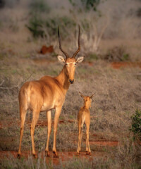 Capturing Africa’s Antelope Valley