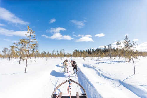 Dogsledding in Levi