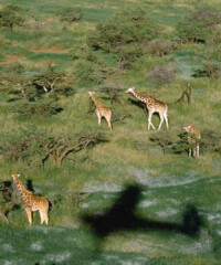 Flying Big-Game Animals to Freedom